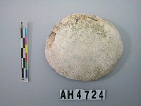 藏品(大型螺蓋製貝刮器)的圖片